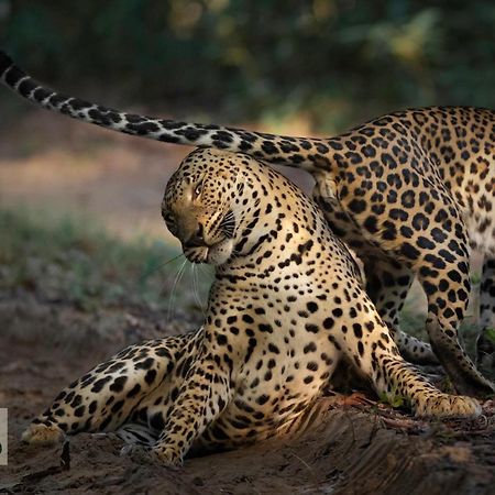 Отель Wilpattu Wildhideaway Galkadawala Экстерьер фото