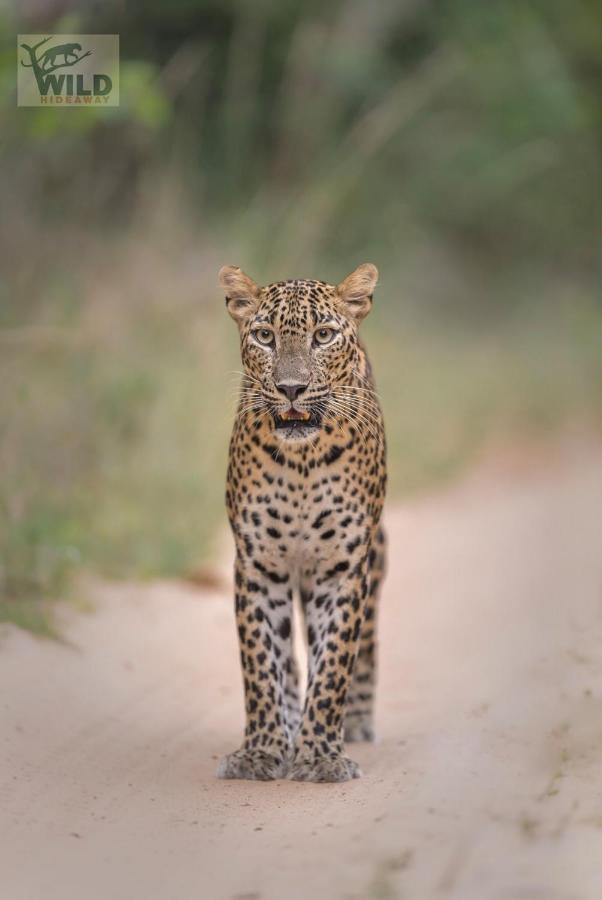 Отель Wilpattu Wildhideaway Galkadawala Экстерьер фото