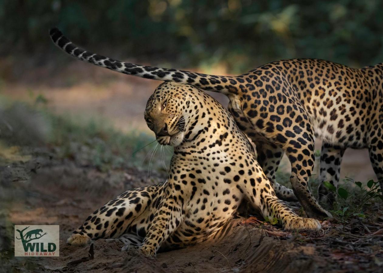 Отель Wilpattu Wildhideaway Galkadawala Экстерьер фото