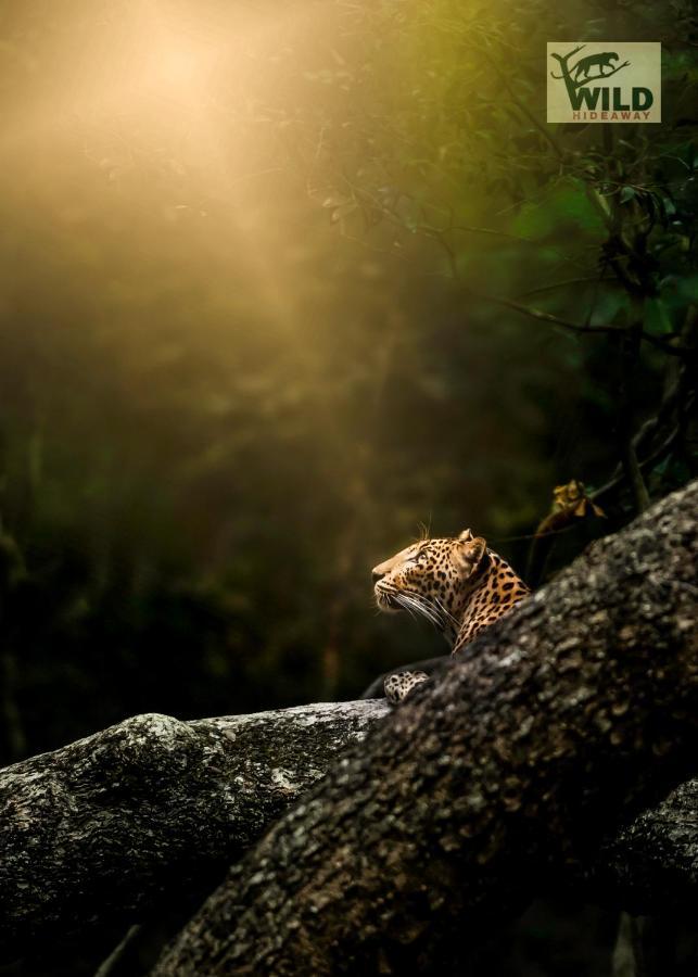 Отель Wilpattu Wildhideaway Galkadawala Экстерьер фото