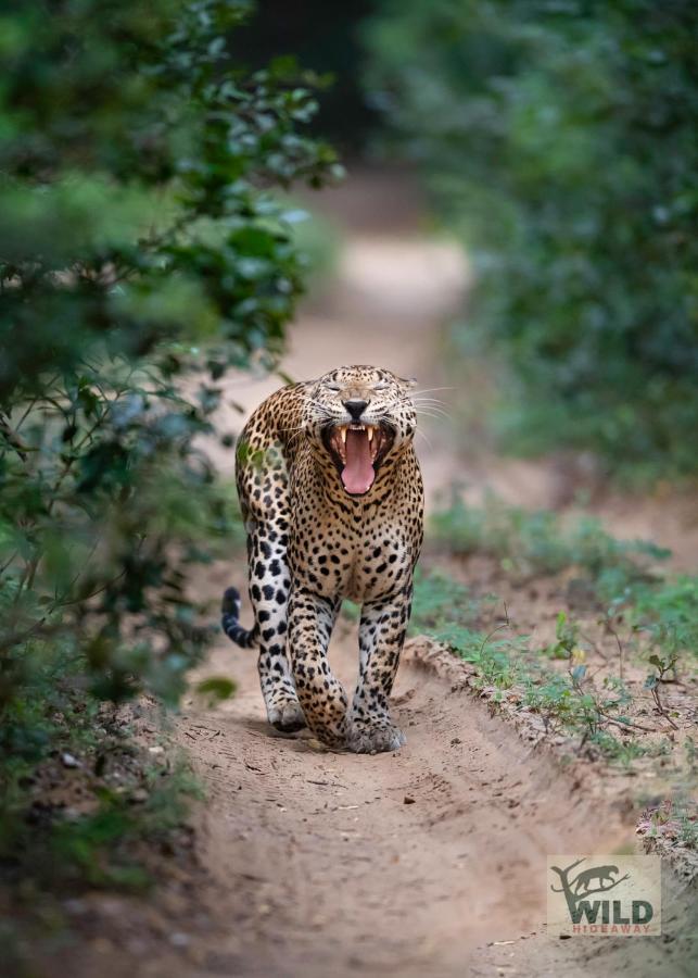 Отель Wilpattu Wildhideaway Galkadawala Экстерьер фото