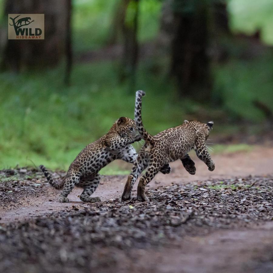 Отель Wilpattu Wildhideaway Galkadawala Экстерьер фото